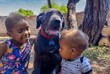 Animals rescued by Build Africa
